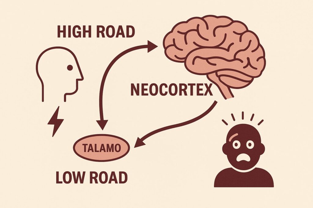 Emotions and the brain, diagram of the two fear pathways: the short thalamus–amygdala route and the longer thalamus–cortex–amygdala route.